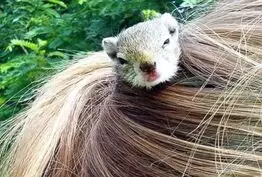 Elle se sert d'un écureuil pour attacher ses cheveux