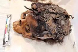 Des extensions retrouvées sur la tête d'une femme de l'Egypte antique