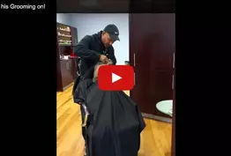 Ce chien se fait couper les cheveux comme un Homme