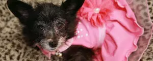 Ce salon adopte ce chien abandonné. La raison est juste magnifique !