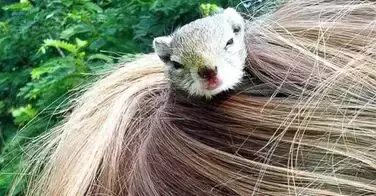 Elle se sert d'un écureuil pour attacher ses cheveux