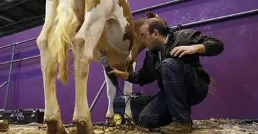 Qui est le coiffeur des vaches au salon de l'agriculture ?